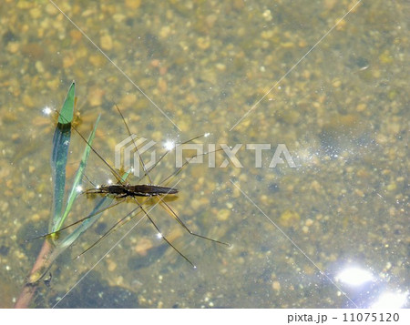 アメンボのつがい 11075120