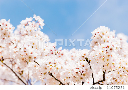 桜 桜 11075221