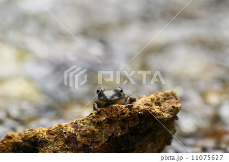 カジカガエル 11075627