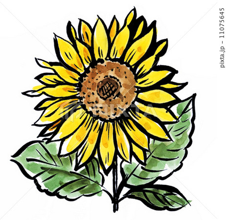 sunflower14625pix5 sunflower14625pix5 11075645