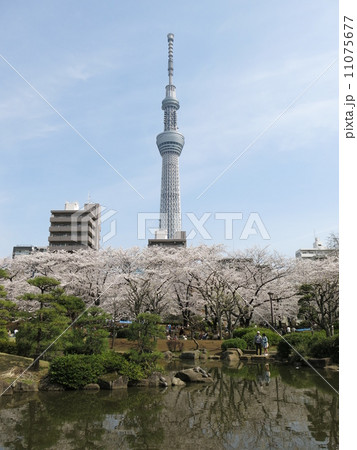 桜が咲く春の隅田公園（墨田区）と東京スカイツリー 11075677