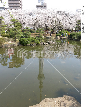 桜が咲く隅田公園（墨田区）の池に映る逆さの東京スカイツリー 11075678