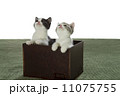 茶箱でスコちゃん 11075755