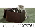 茶箱でスコちゃん 11075761