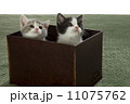 茶箱でスコちゃん 11075762