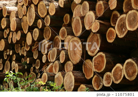 木材 木材 11075801