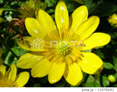 福寿と云う縁起のいい名前です 福寿と云う縁起のいい名前です 11076091