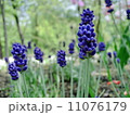 ラベンダー 11076179