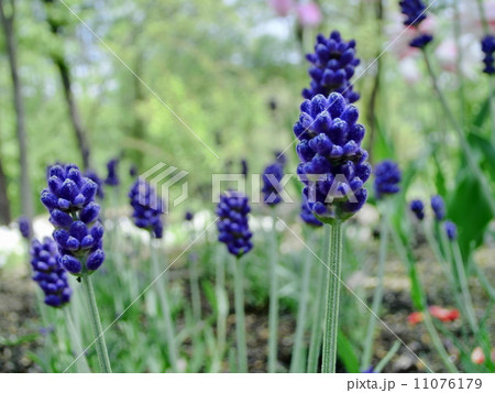 ラベンダー 11076179