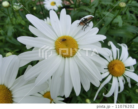 にらめっこ 11076202