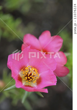 ポーチュラカ(花滑りひゆ) ポーチュラカ(花滑りひゆ) 11076224