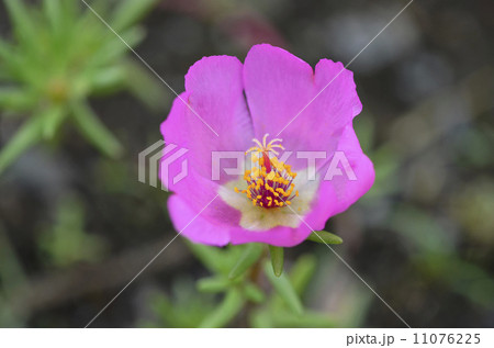 ポーチュラカ（花滑りひゆ） 11076225