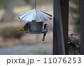小鳥たち 11076253
