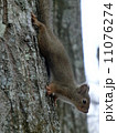 リス 11076274