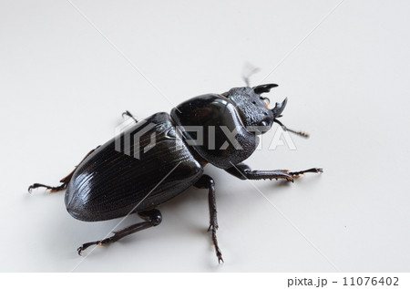 メスのオオクワガタ メスのオオクワガタ 11076402