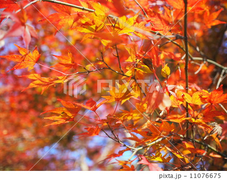 紅葉 11076675