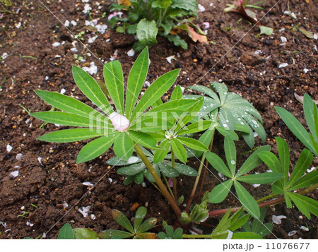 花びらひとつ 11076677