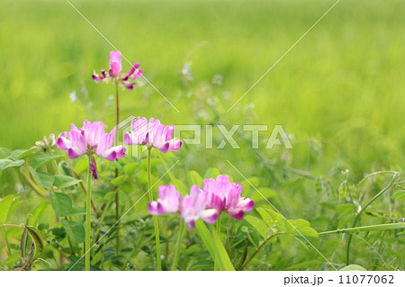蓮華草 11077062