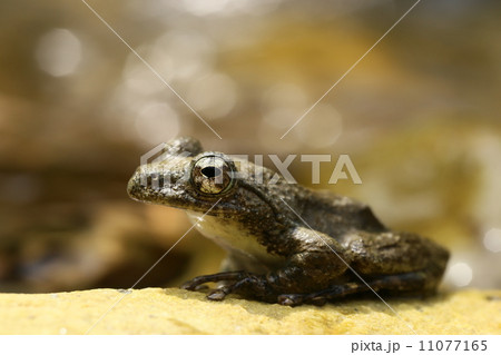 カジカガエル 11077165