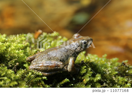 カジカガエル 11077168