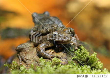 カジカガエル 11077169