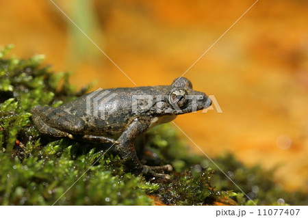 カジカガエル 11077407