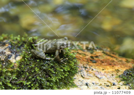 カジカガエル カジカガエル 11077409