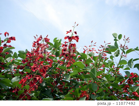 アメリカデイゴ アメリカデイゴ 11077492
