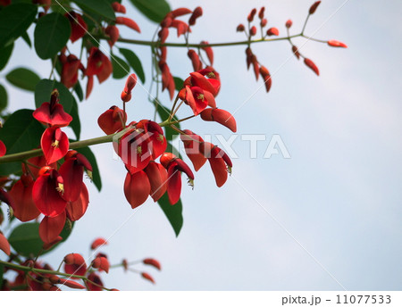 アメリカデイゴの花 アメリカデイゴの花 11077533
