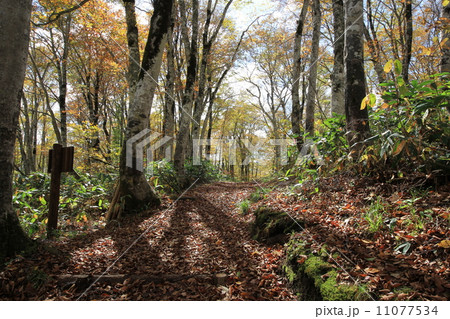 木漏れ日 11077534