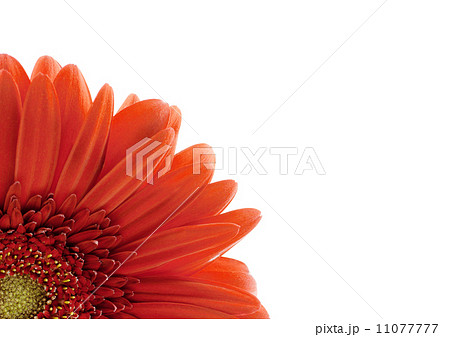 red gerbera 11077777