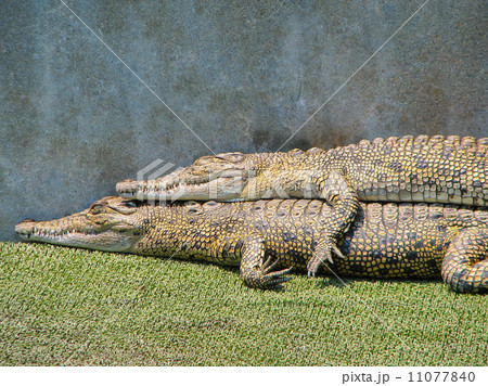 くっついたワニ 11077840