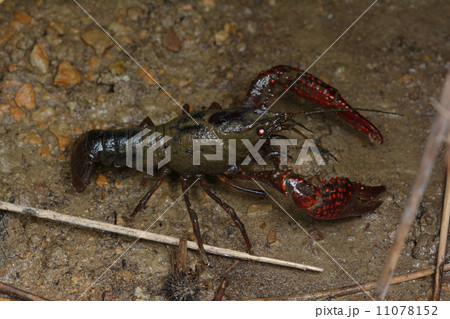 アメリカザリガニ 11078152