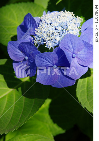紫陽花 11078694