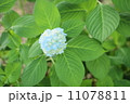 小紫陽花 11078811