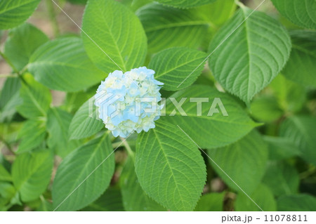 小紫陽花 11078811