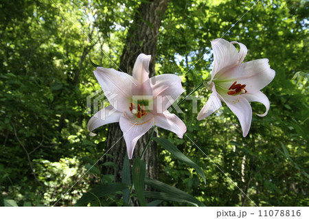 ササユリ ササユリ 11078816