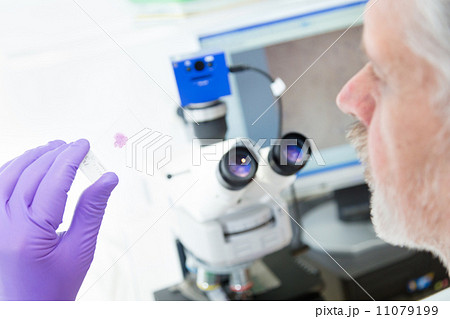 Senior scientist microscoping in lab. Senior scientist microscoping in lab. 11079199
