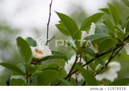 沙羅双樹の花 沙羅双樹の花 11079358