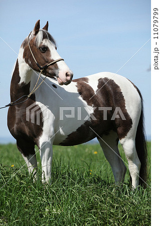 Portrait of beautiful skewbald pony 11079799