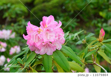 皇居東御苑で栽培されているアカボシシャクナゲ 皇居東御苑で栽培されているアカボシシャクナゲ 11079864
