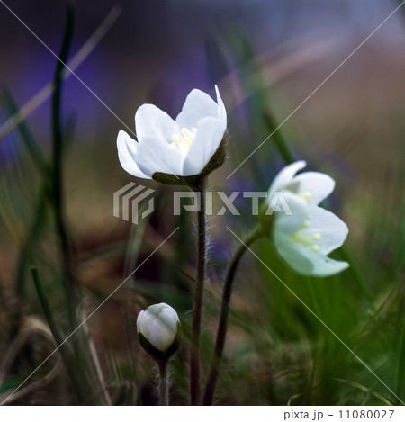 Small group of white flowers Small group of white flowers 11080027