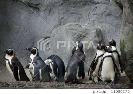 Group of penguins on the rocks background Group of penguins on the rocks background 11080179
