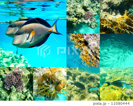 Coral and fish in the Red Sea, Egypt, Africa. Coral and fish in the Red Sea, Egypt, Africa. 11080444