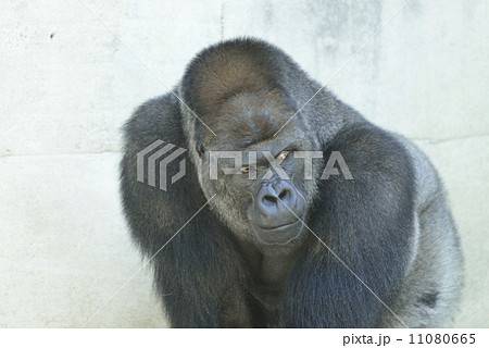 ゴリラ ゴリラ 11080665