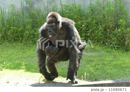 ゴリラ ゴリラ 11080671