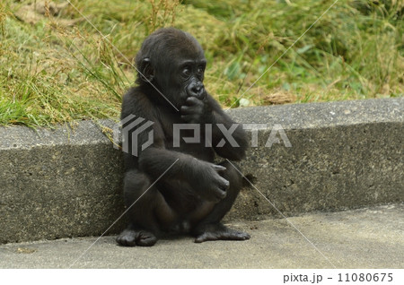 ゴリラ 11080675