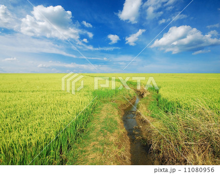 green grass 11080956