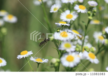 生き物　昆虫　ヒメハラナガツチバチ、小型のコガネムシの天敵です 11081083