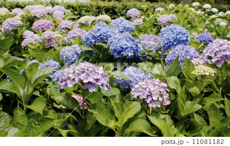 色々な花色 色々な花色 11081182